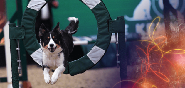 Dog Agility