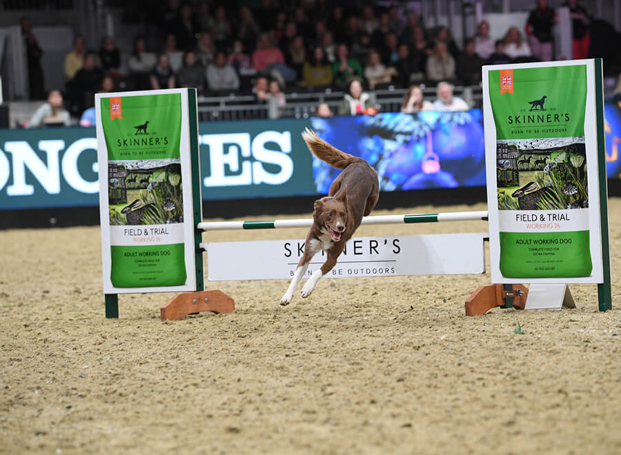 Dog Agility