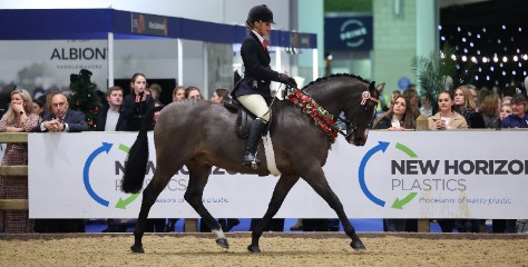 Showing horse in NHP London arena